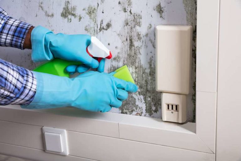 The Best Mold Killing Primer and Mold Resistant Paints
