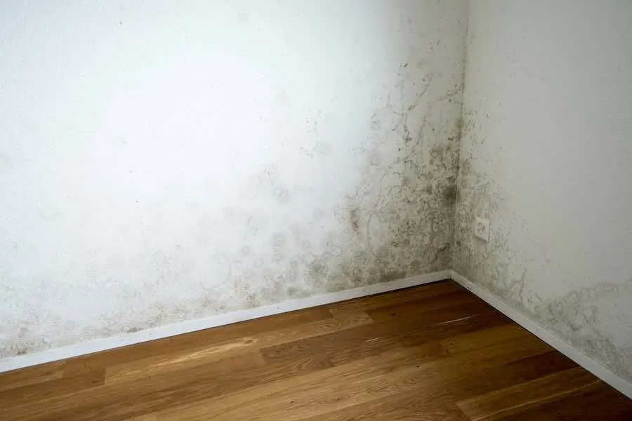 The Best Mold Killing Primer and Mold Resistant Paints 6 Mold Resistant Paint - Moldy corner walls