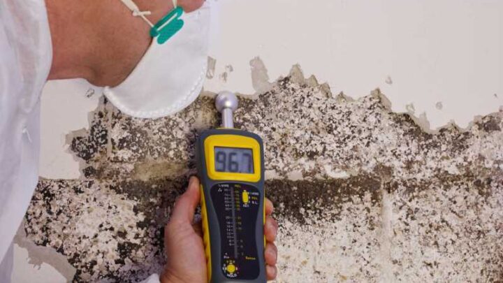 Paint Problems 1 Mold and Mildew on Walls